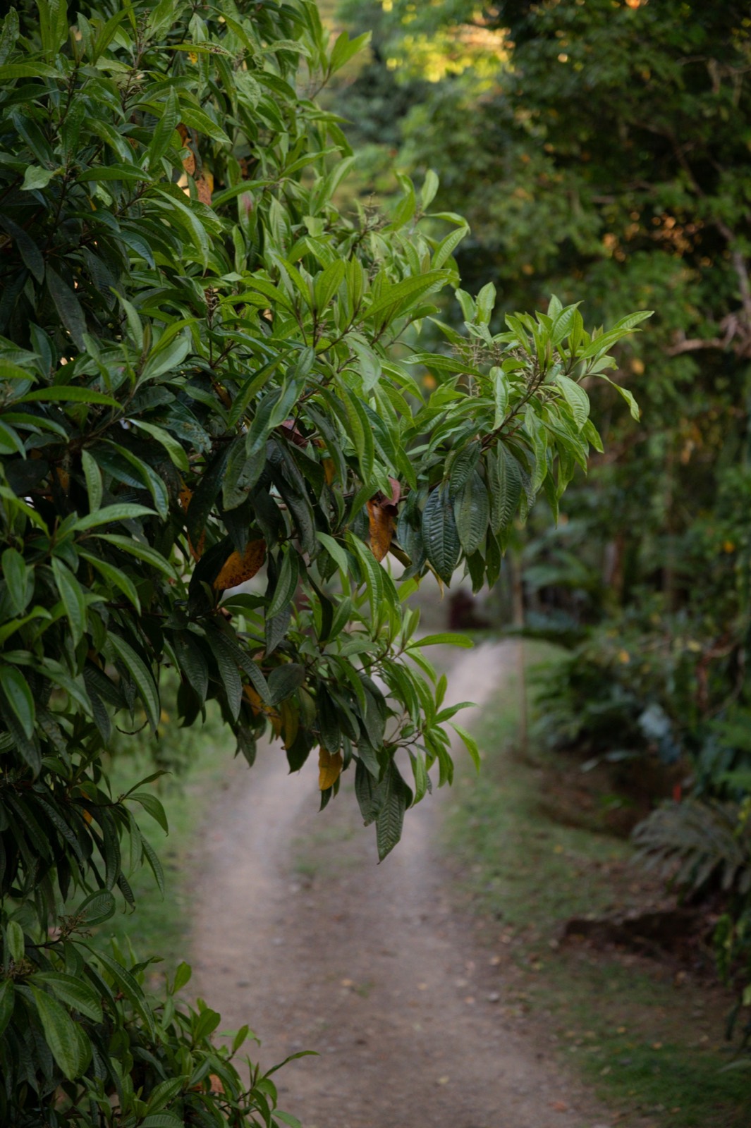 The Farm accommodation and retreat space at Metamorfinca near Uvita, Costa Rica — view 12